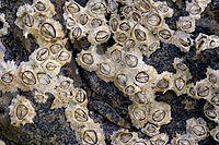 Many barnacles living on a rock. Each one consists of a round wall with a central hole closed off by two hard plates.