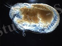 A translucent, sculptured shell conceals a small animal. Some of its appendages extend beyond the shell.