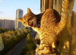 C:\Documents and Settings\678\Рабочий стол\3 курс II семестир\акушерство\апр.jpeg