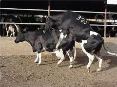 C:\Documents and Settings\678\Рабочий стол\3 курс II семестир\акушерство\пр.jpeg