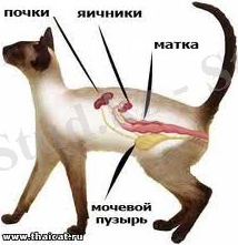 C:\Documents and Settings\678\Рабочий стол\3 курс II семестир\акушерство\п.jpeg