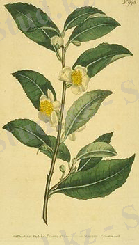 http://upload.wikimedia.org/wikipedia/commons/thumb/d/de/Bohea_Tea_tree.jpg/200px-Bohea_Tea_tree.jpg