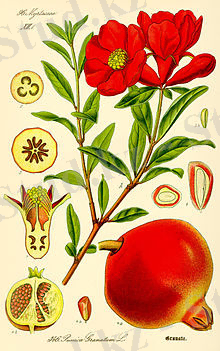 Illustration Punica granatum2.jpg