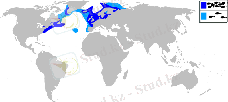 Clupea harengus harengus mapa.svg