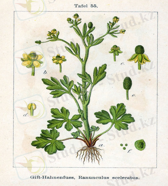 C:\Users\Гулим\Desktop\800px-Ranunculus_sceleratus_Sturm55.jpg