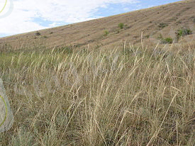 C:\Users\Гулим\Desktop\275px-Stipa_capillata_(hillside).jpg