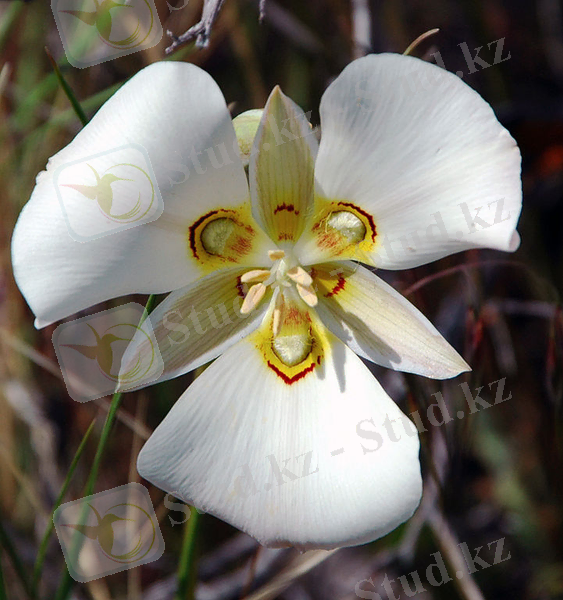 http://upload.wikimedia.org/wikipedia/commons/thumb/0/01/Sego_lily_cm.jpg/721px-Sego_lily_cm.jpg