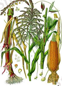 Illustration depicting both male and female flowers of maize
