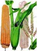 Картинки по запросу жүгері