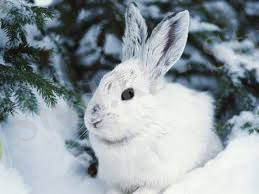 Картинки по запросу қояндар туралы мәлімет