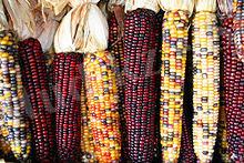 https://upload.wikimedia.org/wikipedia/commons/thumb/7/7d/Corncobs.jpg/220px-Corncobs.jpg