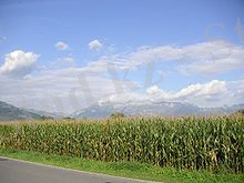https://upload.wikimedia.org/wikipedia/commons/thumb/c/c0/Field%2C_corn%2C_Liechtenstein%2C_Mountains%2C_Alps%2C_Vaduz%2C_sky%2C_clouds%2C_landscape.jpg/220px-Field%2C_corn%2C_Liechtenstein%2C_Mountains%2C_Alps%2C_Vaduz%2C_sky%2C_clouds%2C_landscape.jpg