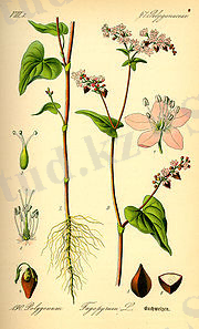 https://upload.wikimedia.org/wikipedia/commons/thumb/1/10/Illustration_Fagopyrum_esculentum0.jpg/180px-Illustration_Fagopyrum_esculentum0.jpg