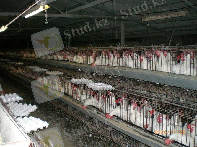 ЖаҢалыҚтар -страница 50