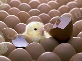 Елімізде құс саны 33 миллионға жетті - Today.kz