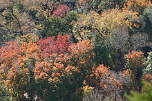 A" Күзгі орман.