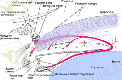 Пути оттока внутриглазной жидкости (ВГЖ)