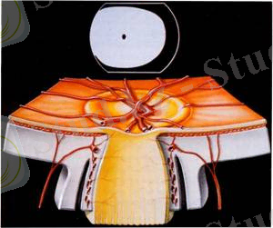 Диск зрительного нерва в норме