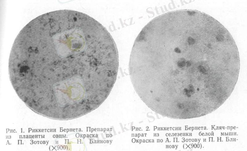 Риккетсии Бернета полиморфны