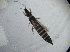 https://upload.wikimedia.org/wikipedia/commons/thumb/7/7b/Thrips.JPG/300px-Thrips.JPG
