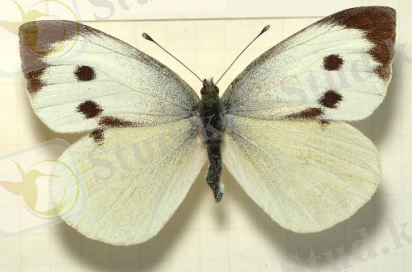 ак кобелек.jpg