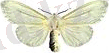 C:\Users\Еркин\Desktop\120px-Hyphantria_cunea_female.JPG