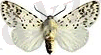 C:\Users\Еркин\Desktop\120px-Hyphantria_cunea_male.JPG