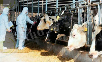 Описание: ШҚО-ның Қытаймен шекарадағы ауылында ірі қара малдан аусыл ауруының белгілері анықталды