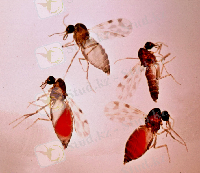 https://upload.wikimedia.org/wikipedia/commons/8/84/Culicoides-imicola-bloodfeeding.jpg