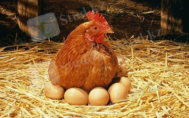 C:\Users\Маржан\Desktop\куры-несушки.jpg