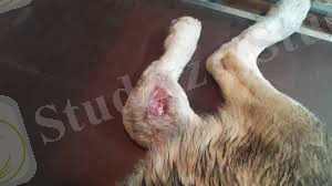 C:\Users\Nomad\Desktop\images (11).jpg