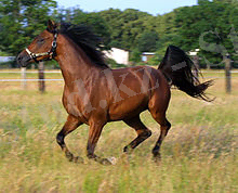 Pernod Al Ariba 0046b.jpg