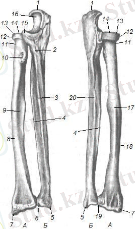 http://files.elgeran.ru/files/styles/large/public/images/homo_skeleton_antebrachium.jpg
