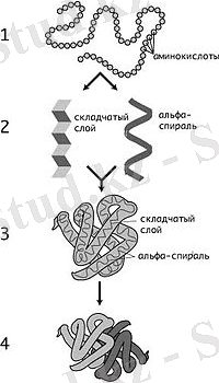 https://upload.wikimedia.org/wikipedia/commons/thumb/d/de/Protein-structure_ru.jpg/200px-Protein-structure_ru.jpg