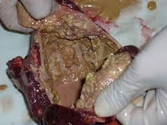 скачанные файлы (4).jpg