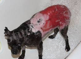 C:\Users\Назерке\Desktop\images (3).jpg