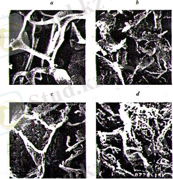 C:\Documents and Settings\Айгерим\Рабочий стол\ДИПЛОМКА АЙКИ\Изображение 006.jpg