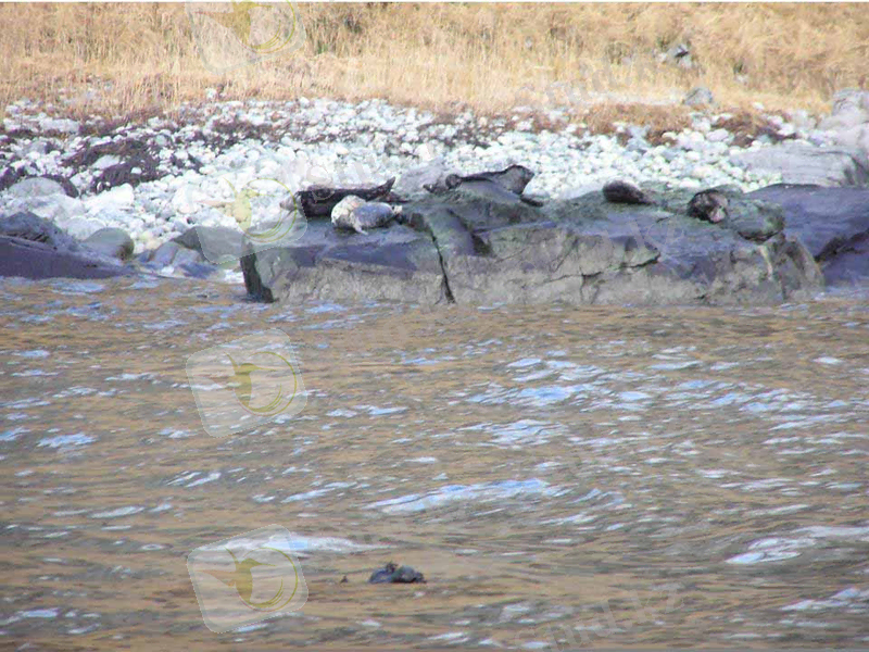 Oiled Harbor Seals on Beach. USFWS. Click to Enlarge.