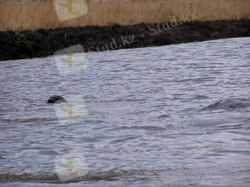 Harbor Seal in Oiled Lagoon. USFWS. Click to Enlarge.