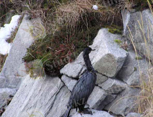 Oiled Pelagic Cormorant. USFWS. Click to Enlarge.