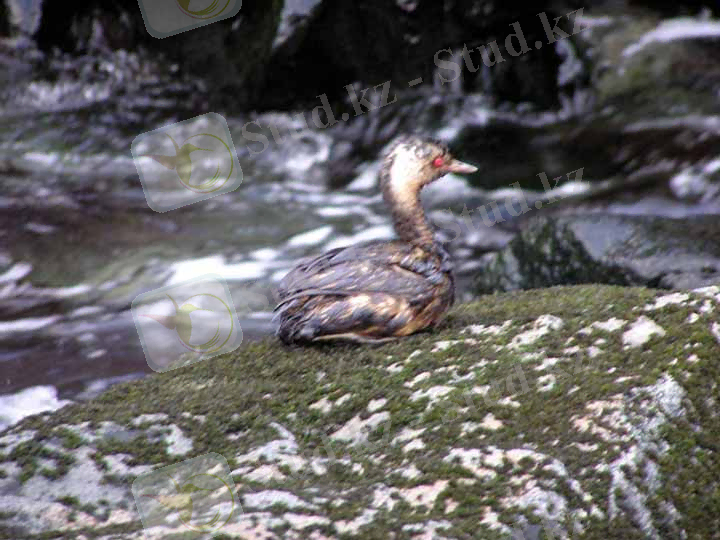 Oiled Horned Grebe N. Skan Bay. USFWS. Click to Enlarge.