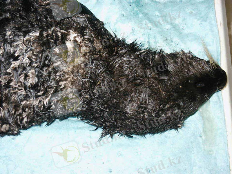 Oiled Sea Otter. USFWS. Click to Enlarge.