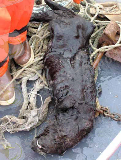 Oiled Sea Otter. USFWS. Click to Enlarge.