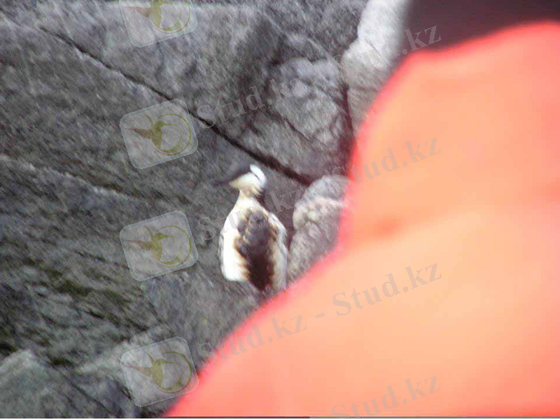 Oiled Common Murre South Skan Bay. USFWS. Click to Enlarge.