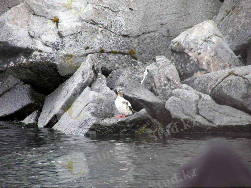 Oiled Peigeon Guillemot. USFWS. Click to Enlarge.