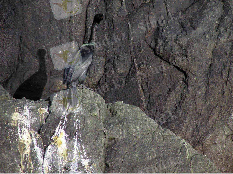 Oiled Pelagic Cormorant. USFWS. Click to Enlarge.