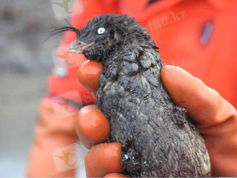 Oiled Crested Auklet, North Skan Bay. USFWS. Click to Enlarge.