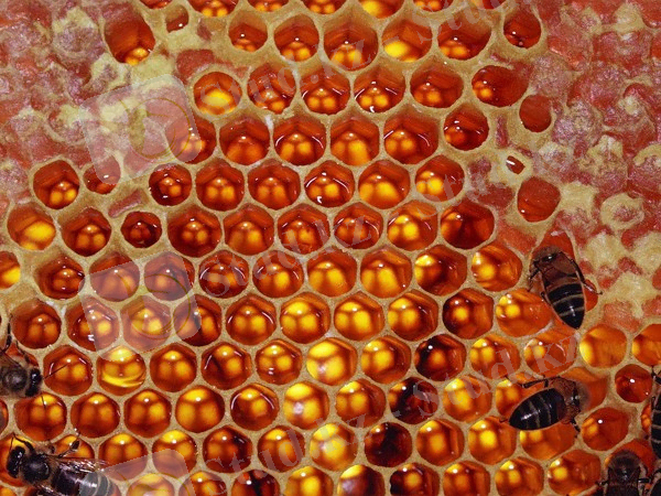 59affe4bde8a6d00802221df0947b94c_600_450