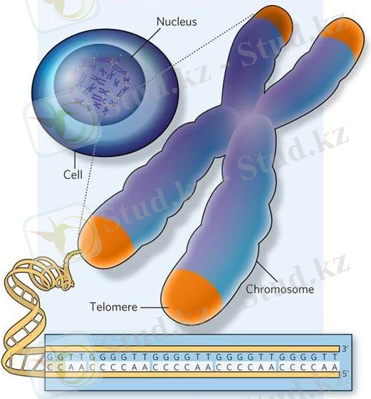 telomeres3