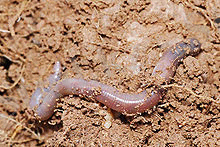 http://upload.wikimedia.org/wikipedia/commons/thumb/6/60/Earthworm.jpg/220px-Earthworm.jpg